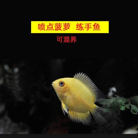 噴點菠蘿魚，噴點菠蘿魚是一種觀賞價值極高但飼養難度大的熱帶魚