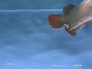 賽級紅龍魚，賽級紅龍魚的介紹 賽級紅龍魚，賽級紅龍魚的介紹 斯巴沃紅龍魚 第2張