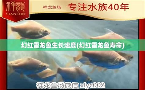 祥龍魚場的紅龍魚怎么樣？靠譜嗎？，祥龍魚場的紅龍魚怎么樣 祥龍魚場的紅龍魚怎么樣？靠譜嗎？，祥龍魚場的紅龍魚怎么樣 廣州正大漁場 第2張