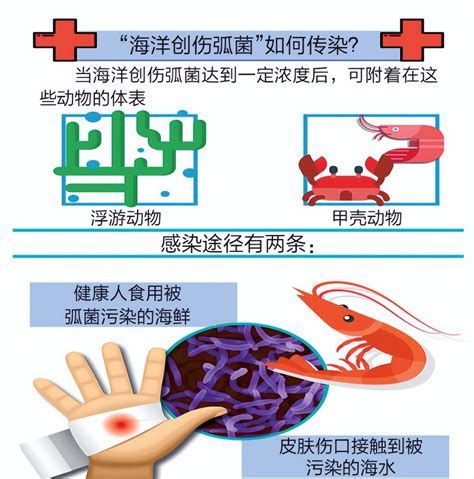 海洋創傷弧菌前期癥狀，海洋創傷弧菌前期癥狀詳解