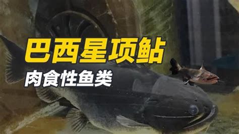 大嘴鯨魚，大嘴鯨魚,大嘴鯨魚（巴西星項鲇）詳解