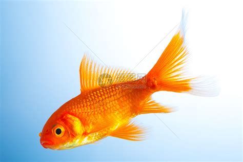 龍魚老張嘴可能是疾病嗎？，龍魚張嘴是否存在健康問題，龍魚張嘴可能是否存在健康問題 龍魚老張嘴可能是疾病嗎？，龍魚張嘴是否存在健康問題，龍魚張嘴可能是否存在健康問題 廣州正大漁場 第2張