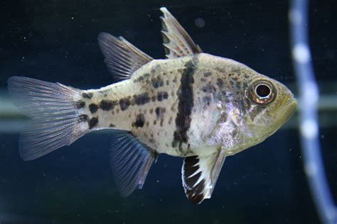 球鯊魚，球形鯊魚（sphaeramiaorbicularis） 球鯊魚，球形鯊魚（sphaeramiaorbicularis） 廣州正大漁場 第3張