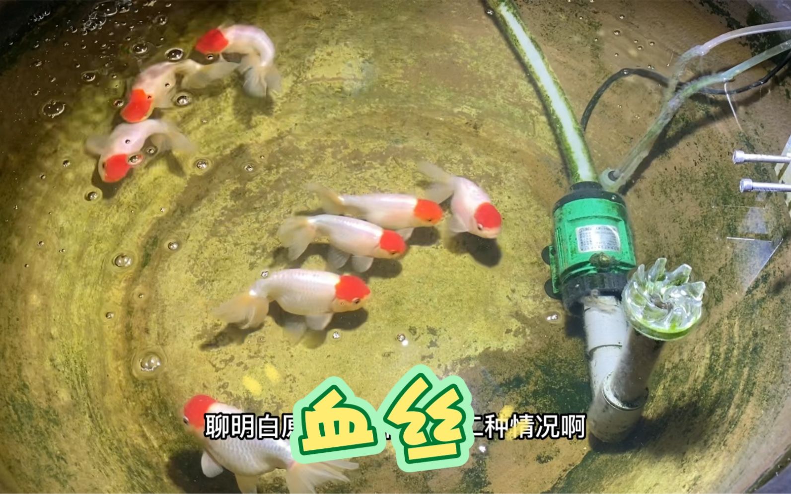 金魚尾鰭上有血絲，金魚尾鰭出現血絲可能是由多種原因造成的，金魚尾鰭充血特寫
