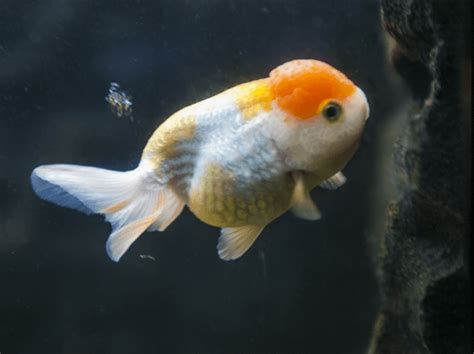 金魚尾鰭上有血絲，金魚尾鰭出現血絲可能是由多種原因造成的，金魚尾鰭充血特寫 金魚尾鰭上有血絲，金魚尾鰭出現血絲可能是由多種原因造成的，金魚尾鰭充血特寫 廣州正大漁場 第2張