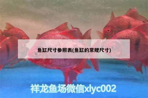 養(yǎng)紅龍魚需要多大的魚缸?,養(yǎng)紅龍魚需要多大的魚缸布置紅龍魚魚缸尺寸參考表 斯巴沃紅龍魚 第2張 養(yǎng)紅龍魚需要多大的魚缸?,養(yǎng)紅龍魚需要多大的魚缸布置紅龍魚魚缸尺寸參考表 養(yǎng)紅龍魚需要多大的魚缸?,養(yǎng)紅龍魚需要多大的魚缸布置紅龍魚魚缸尺寸參考表 斯巴沃紅龍魚 第2張