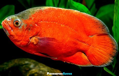 福滿鉆魚，福滿鉆魚（fumandiamondfish）品種