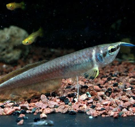 龍魚黑鱗，關于龍魚黑鱗的詳細解析