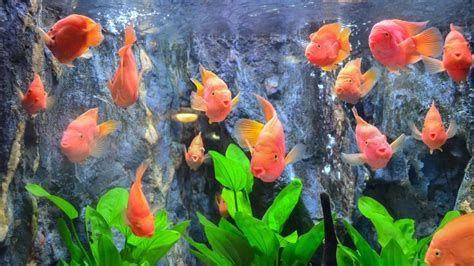 魚缸過濾器選購指南:自制魚缸過濾器魚缸上置過濾器對于養魚愛好者的必備知識 紅龍魚用什么燈照最好?,紅龍魚燈光布局示意圖 斯巴沃紅龍魚 紅龍魚用什么燈照最好?,紅龍魚燈光布局示意圖 紅龍魚用什么燈照最好?,紅龍魚燈光布局示意圖 斯巴沃紅龍魚