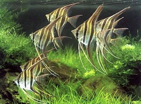 野生埃及神仙魚，野生埃及神仙魚是一種非常珍貴的觀賞魚