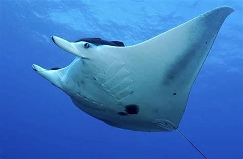 魟魚，水族館和自然攝影中常見的幼魚