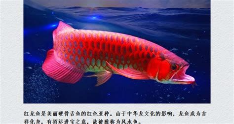 一條賽級紅龍魚大概要多少錢？，一條賽級紅龍魚的價格受多種因素影響價格受多種因素影響