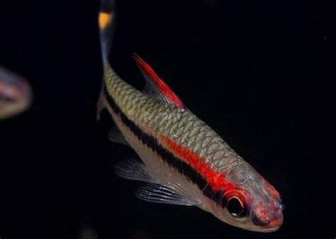 一眉道人魚，一眉道人魚介紹