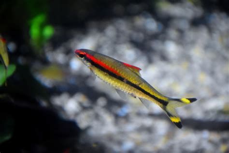 一眉道人魚，一眉道人魚介紹 一眉道人魚，一眉道人魚介紹 廣州正大漁場 第4張