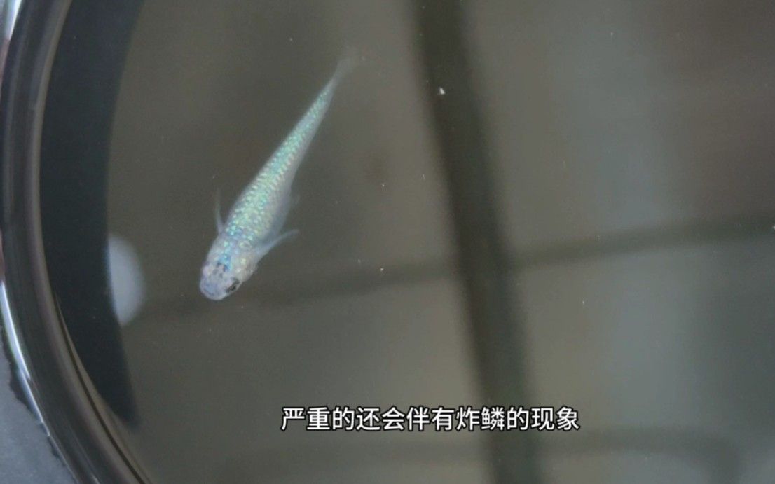 龍魚腹水，龍魚腹水怎么治療