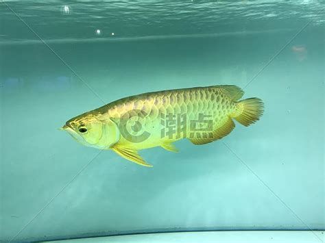 龍魚浮頭沉尾喘氣原因，龍魚浮頭沉尾喘氣原因詳解