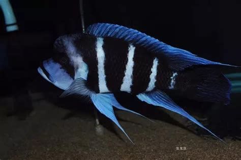 薩伊藍魚，薩伊藍魚（薩伊藍六間）