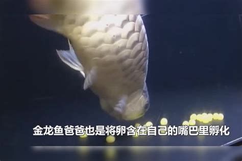 金龍魚與主人互動(dòng)有哪些征兆？