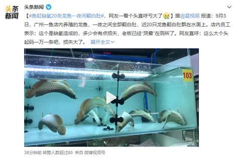 龍魚缺氧浮頭呆滯，關于龍魚缺氧浮頭呆滯的詳解