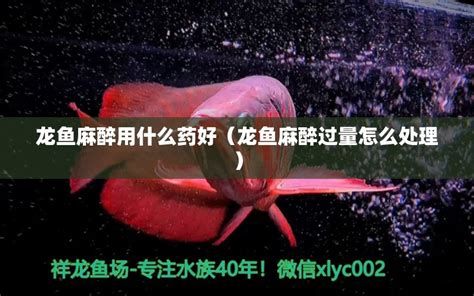 龍魚黑鱗最簡單三個方法，三種簡單有效的方法處理龍魚黑鱗問題 龍魚黑鱗最簡單三個方法，三種簡單有效的方法處理龍魚黑鱗問題 廣州正大漁場 第2張