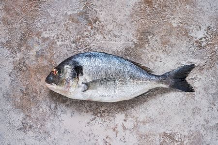 斯巴沃魚，斯巴沃魚（sparusaurata） 斯巴沃魚，斯巴沃魚（sparusaurata） 斯巴沃紅龍魚 第2張