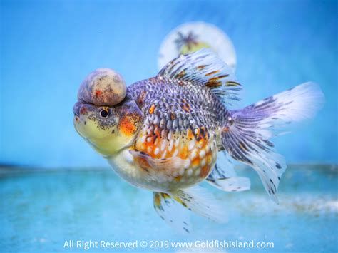 龍魚充血最簡單的恢復方法，關于龍魚充血問題的詳細診療方案