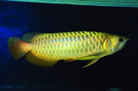 生病的龍魚多久開一次燈？，生病的龍魚需要定期開燈但具體時間取決于龍魚的病情和魚缸環境