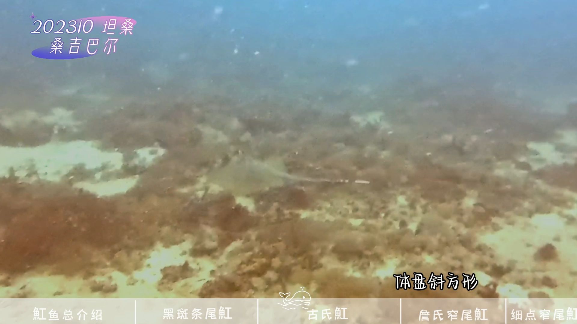 其他魟魚，探究[需手動填充]魚的多樣性與生態價值