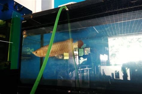 紅龍魚總是趴缸、狀態不好怎么辦？，紅龍魚“趴缸”現象（魚體趴在玻璃底部，游動緩慢不動）