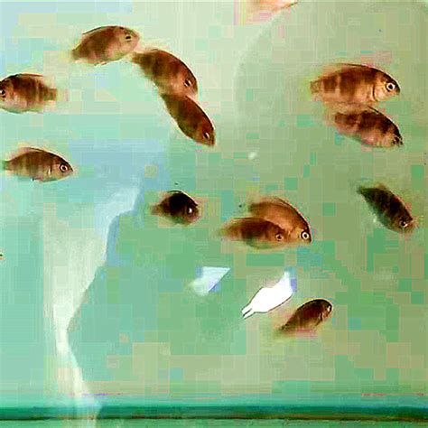 馬拉莫寶石魚，馬拉莫寶石魚是一種怎樣的魚？