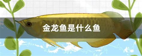 如何判斷金龍魚是否得病，金龍魚得病了怎么辦 如何判斷金龍魚是否得病，金龍魚得病了怎么辦 廣州正大漁場 第5張