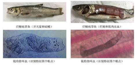 爛鰓病的魚還能吃嗎，爛喉病的魚還能吃嗎？