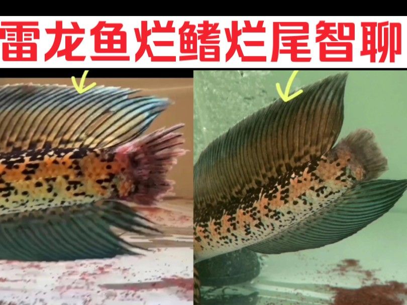 龍魚(yú)爛尾癥狀圖，龍魚(yú)爛尾怎么辦