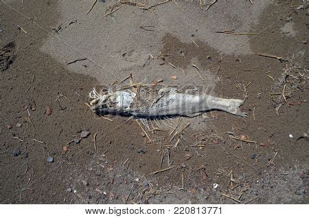 恐龍魚死掉后應該如何處理？，恐龍魚死亡后如何處理？