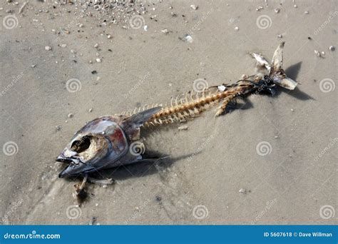 恐龍魚死掉后應(yīng)該如何處理？，恐龍魚死亡后如何處理？ 恐龍魚死掉后應(yīng)該如何處理？，恐龍魚死亡后如何處理？ 廣州正大漁場 第2張