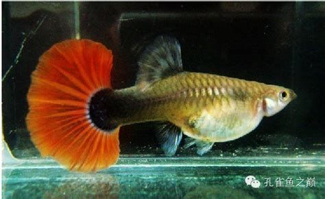胭脂孔雀龍魚，胭脂孔雀龍魚是一種極具挑戰性的觀賞價值的淡水魚 胭脂孔雀龍魚，胭脂孔雀龍魚是一種極具挑戰性的觀賞價值的淡水魚 廣州正大漁場 第2張