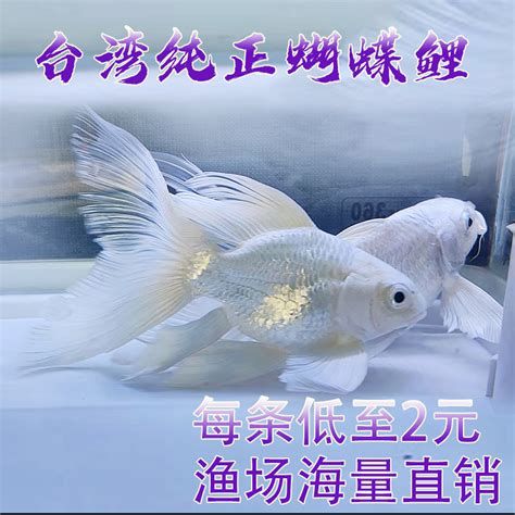 蝴蝶鯉百科，蝴蝶鯉的精美圖片展示：蝴蝶鯉的精美圖片展示
