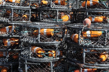 龍魚除了泥鰍，還可以喂哪些食物？，龍魚除了泥鰍外，還可以喂哪些食物？
