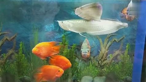 龍魚放鹽會死亡嗎？，針對“龍魚放鹽會死亡”這一問題，答案是：不一定會死亡