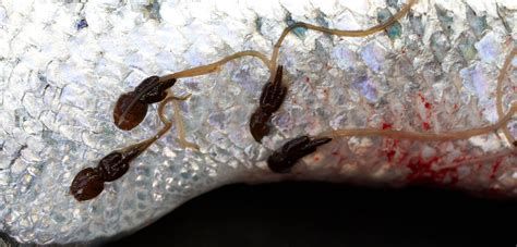 龍魚小苗購買后如何飼養？，龍魚小苗養殖指南 龍魚小苗購買后如何飼養？，龍魚小苗養殖指南 斯巴沃紅龍魚 第2張