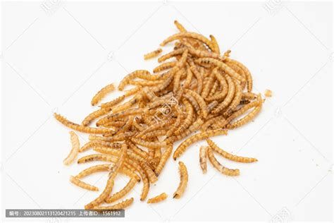 龍魚喂面包蟲需要多久一次？，龍魚喂食面包蟲的詳細指南
