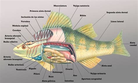 龍魚浮頭和魚頭區別，龍魚“浮頭”與“魚頭”的區別 龍魚浮頭和魚頭區別，龍魚“浮頭”與“魚頭”的區別 斯巴沃紅龍魚 第2張