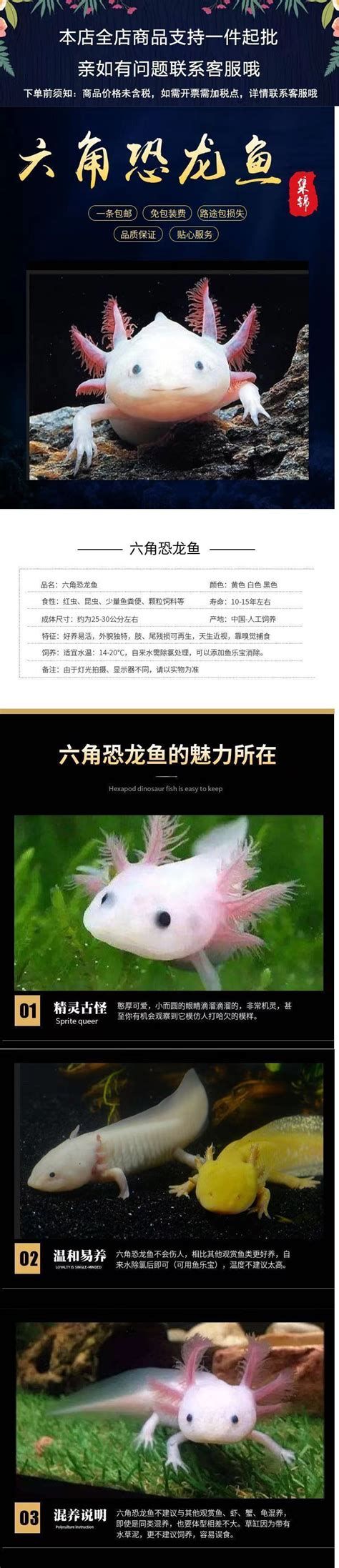 恐龍魚的價格是多少？，關于恐龍魚的價格問題