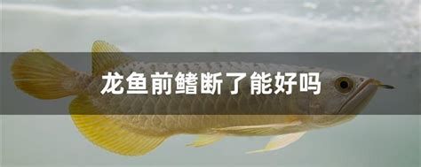 龍魚爛鰭的治療方法，如何治療龍魚爛鰭 龍魚爛鰭的治療方法，如何治療龍魚爛鰭 斯巴沃紅龍魚 第2張