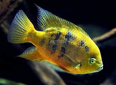 元寶鳳凰魚，元寶鳳凰魚的詳細(xì)介紹