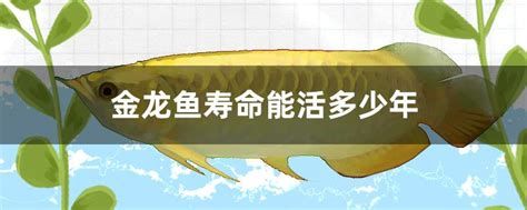 龍魚浮頭后多久會死？，龍魚浮頭后多久會死