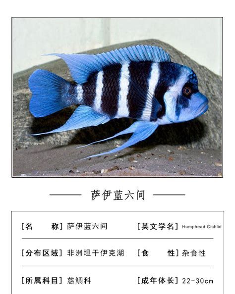 伊巴卡魚，伊巴卡魚是什么魚？