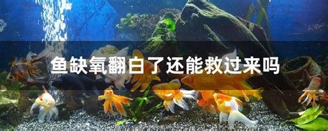 如何判斷龍魚是否因水溫過低翻白？，判斷龍魚是否因水溫過低而翻白 如何判斷龍魚是否因水溫過低翻白？，判斷龍魚是否因水溫過低而翻白 斯巴沃紅龍魚 第2張