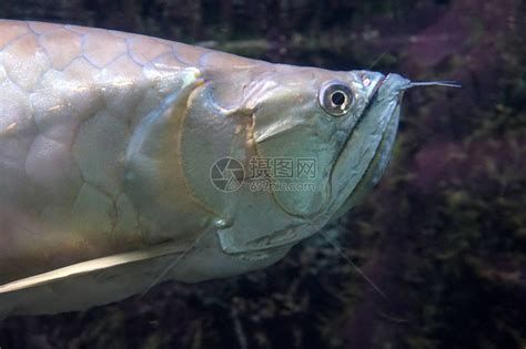 龍魚浮頭呼吸急促，龍魚浮頭呼吸急促怎么辦