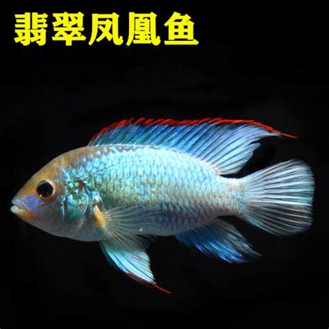 翡翠鳳凰魚，翡翠鳳凰魚，